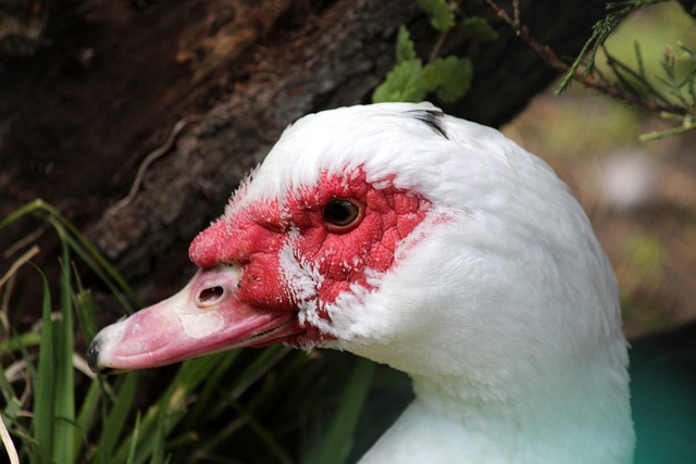 “村超”又迎非洲客人.